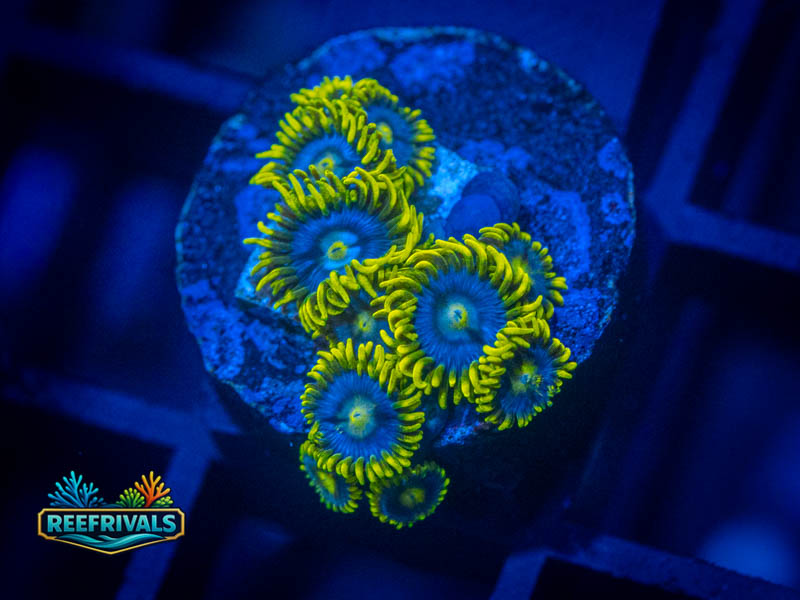 ECC Blueberry Pie Zoa coral image from ReefRivals, listed as Zoanthus sp. and Zoas