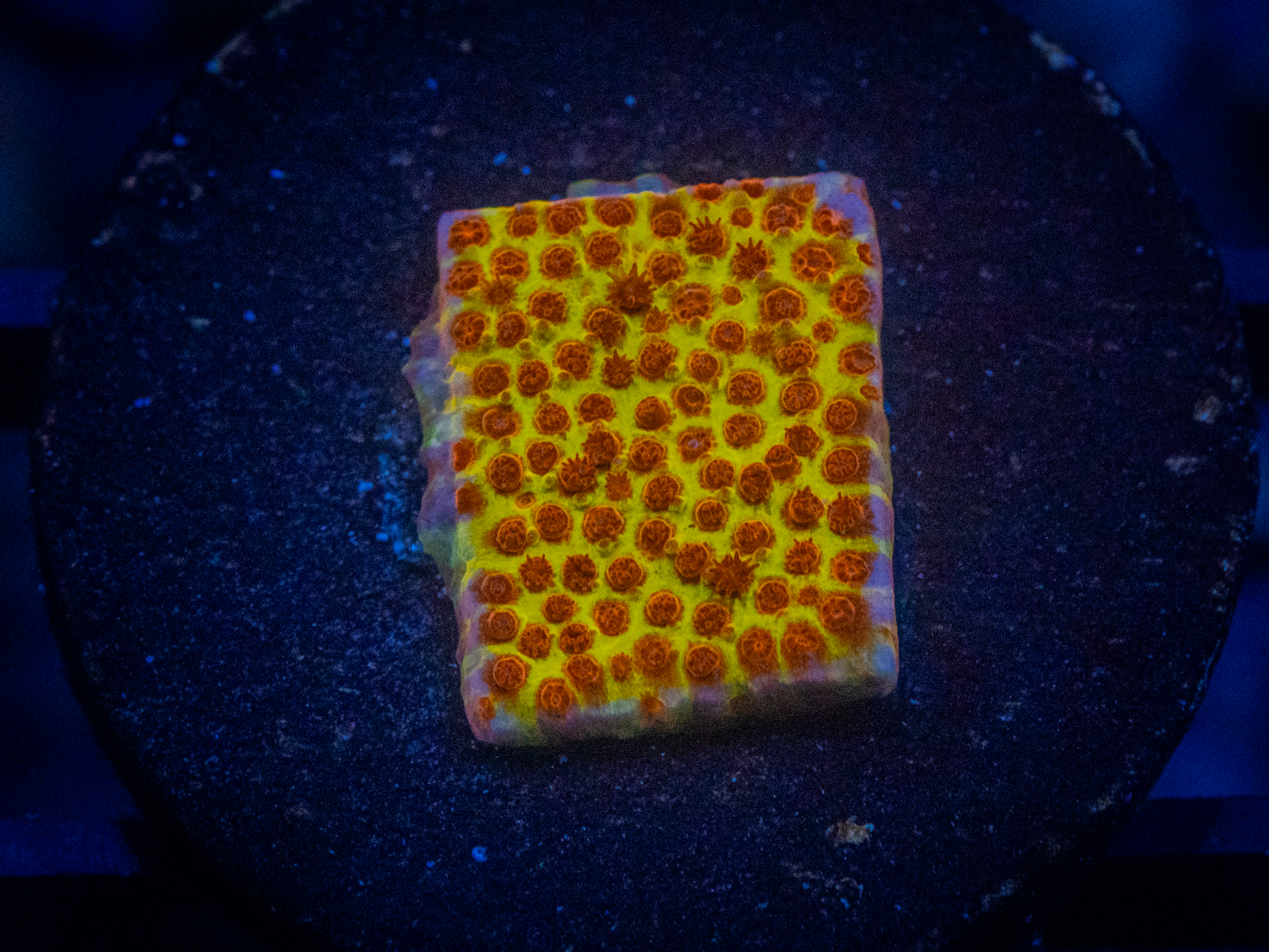 JF Burning Banana Stylocoeniella coral image from ReefRivals, listed as Stylocoeniella spp. and Encrusting