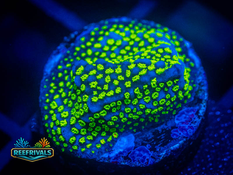 ECC Pokerstar Monti coral image from ReefRivals, listed as Montipora sp. and Montis