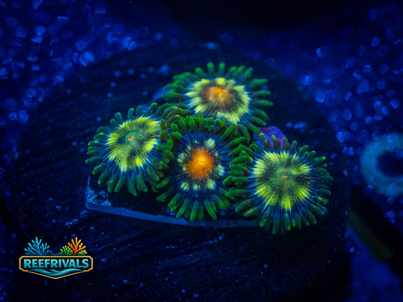 JF Stargazer Zoa 2 coral image from ReefRivals, listed as Zoanthus sp. and Zoas