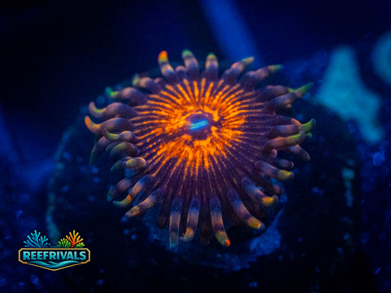 RVL Aztec Warrior Zoa coral image from ReefRivals, listed as Zoanthus sp. and Zoas