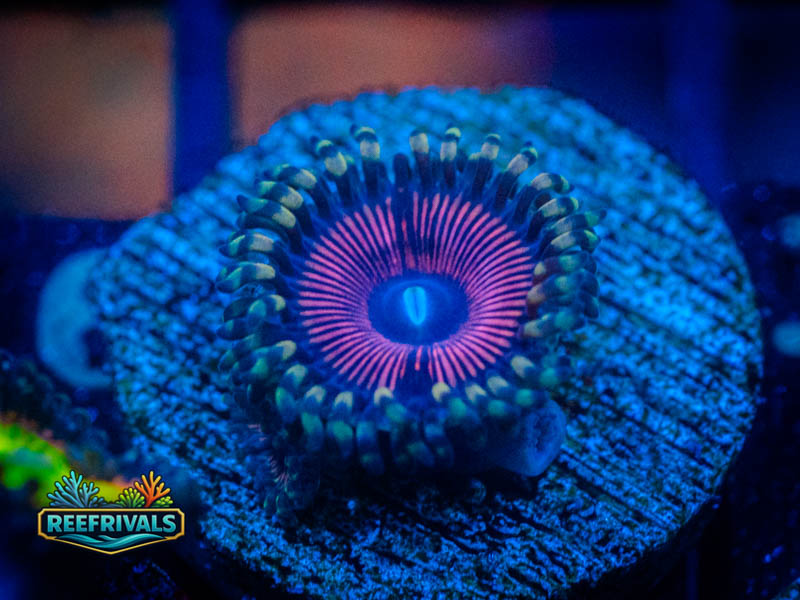 TSA Armor of God Zoa coral image from ReefRivals, listed as Zoanthus sp. and Zoas