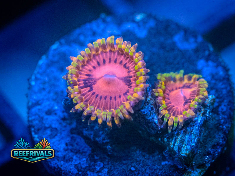 ECC Pink Diamond Zoa coral image from ReefRivals, listed as Zoanthus sp. and Zoas