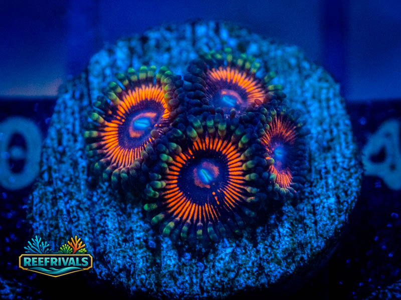 WWC Gobstopper Zoa coral image from ReefRivals, listed as Zoanthus sp. and Zoas