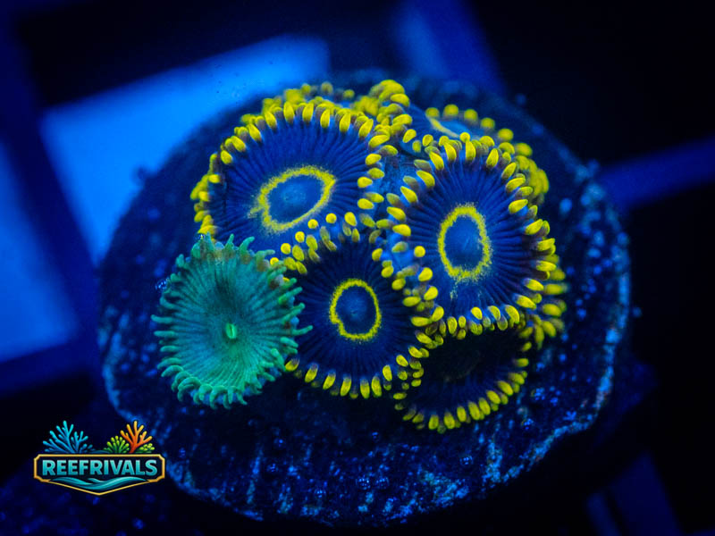 ECC Purple Hornet Combo Zoa coral image from ReefRivals, listed as Zoanthus sp. and Zoas