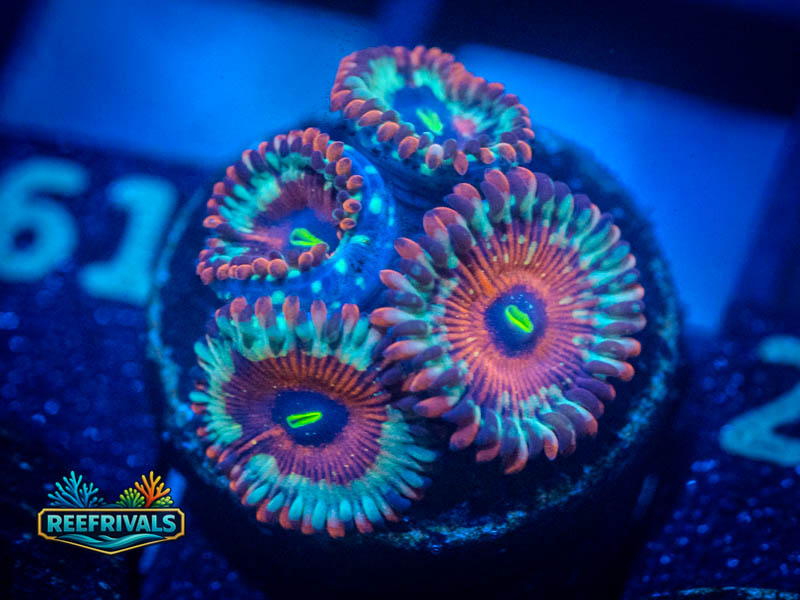 ECC White Zombie Zoa coral image from ReefRivals, listed as Zoanthus sp. and Zoas