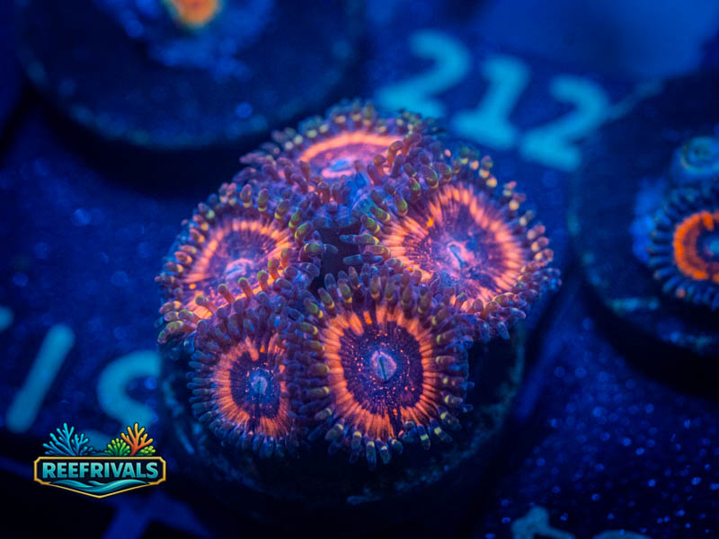 Ultra Pink Zippers Zoa coral image from ReefRivals, listed as Zoanthus sp. and Zoas