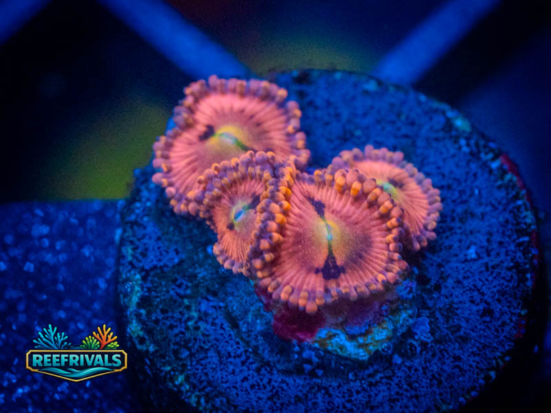 WWC Halle Berry Zoa coral image from ReefRivals, listed as Zoanthus sp. and Zoas