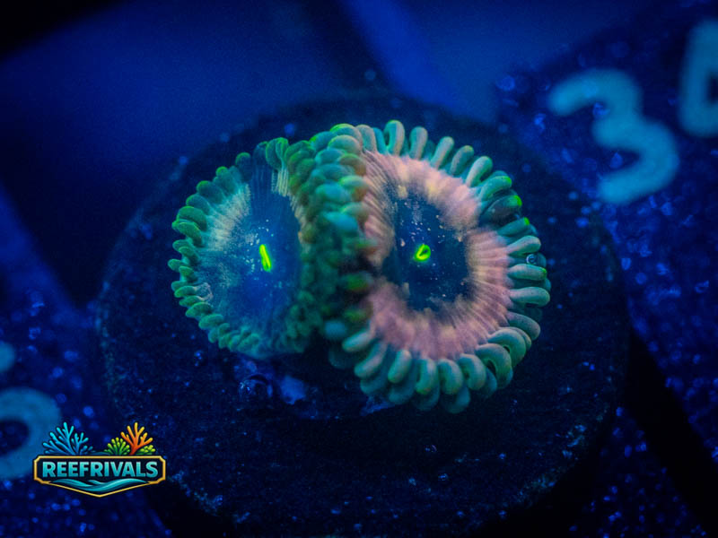 ARC Hawaiian Ding Dang Zoa coral image from ReefRivals, listed as Zoanthus sp. and Zoas