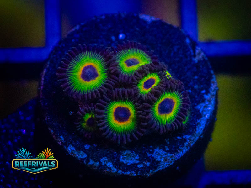 WWC Bob Marley Zoa coral image from ReefRivals, listed as Zoanthus sp. and Zoas
