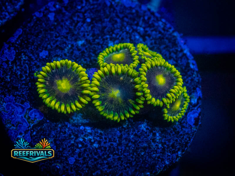 RVL Starfighter Zoa coral image from ReefRivals, listed as Zoanthus sp. and Zoas
