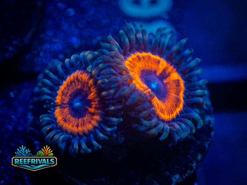 ECC Orange Oxides Zoa coral image from ReefRivals, listed as Zoanthus sp. and Zoas