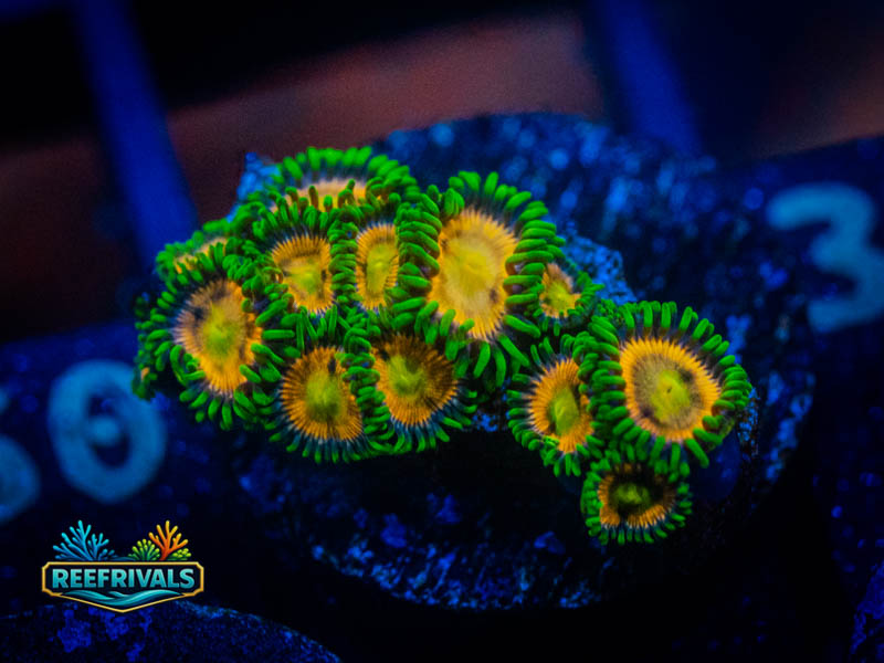 WWC Campfire Zoa coral image from ReefRivals, listed as Zoanthus sp. and Zoas