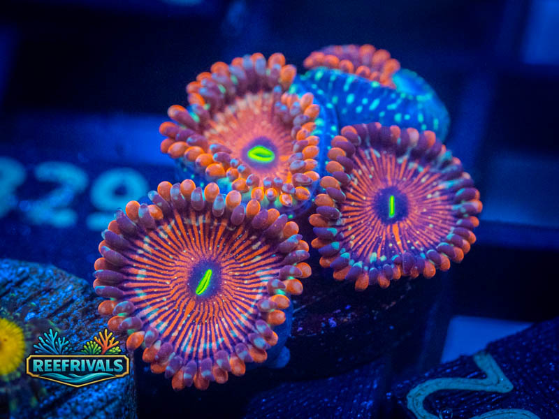 ECC Salted Agave Zoa coral image from ReefRivals, listed as Zoanthus sp. and Zoas