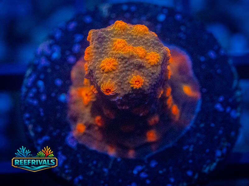 RVL Spooky Cyphastrea coral image from ReefRivals, listed as Cyphastrea sp. and Encrusting