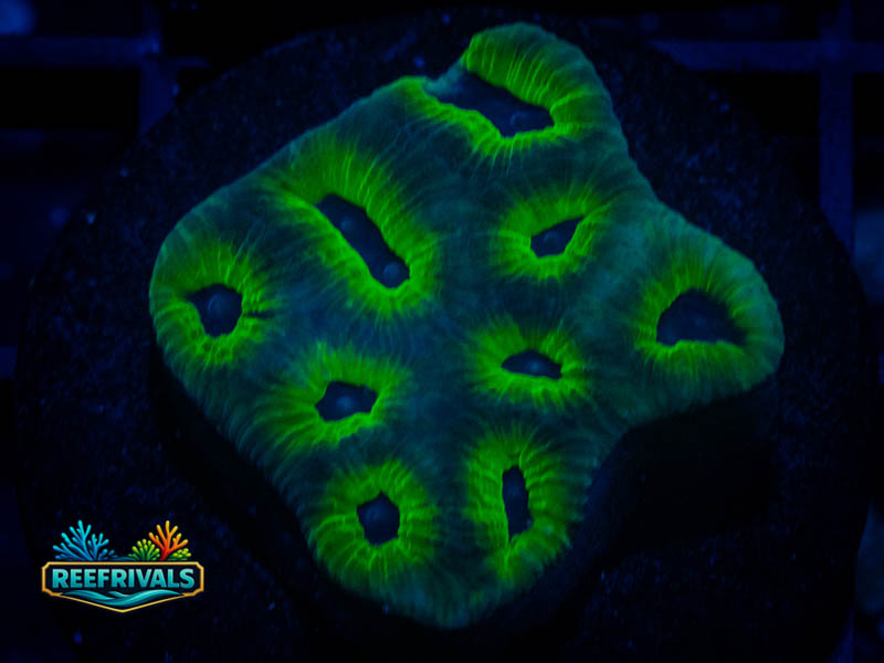 RVL Green Lantern Favia WYSIWYG coral image | ReefRivals RVL Green Lantern Favia coral image from ReefRivals, listed as Favia sp. and Favias