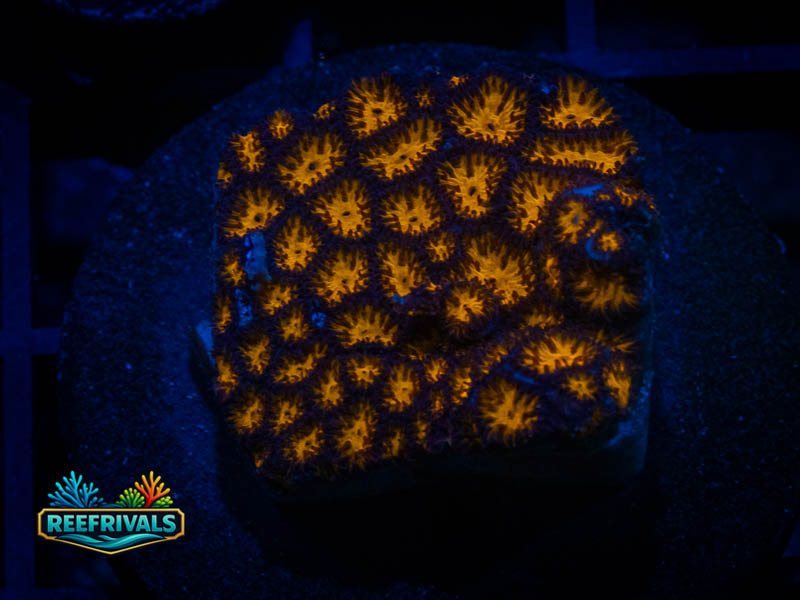 RVL Spitfire Leptastrea coral image from ReefRivals, listed as Leptastrea sp. and Encrusting