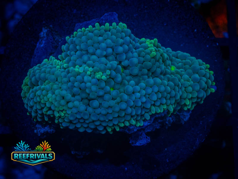 RVL Berry Green Mushroom WYSIWYG coral image | ReefRivals RVL Berry Green Mushroom coral image from ReefRivals, listed as Ricordea florida and Mushrooms