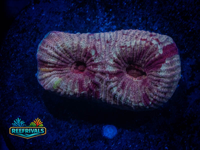 RVL Pretty N' Pink Favia WYSIWYG coral image | ReefRivals RVL Pretty N' Pink Favia coral image from ReefRivals, listed as Favia sp. and Favias
