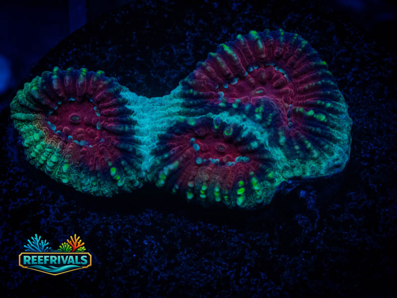 RVL Lunar Favia WYSIWYG coral image | ReefRivals RVL Lunar Favia coral image from ReefRivals, listed as Favia sp. and Favias