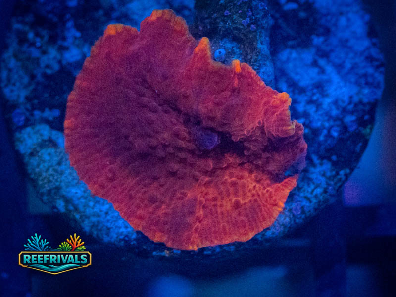 RVL Evil Red Discosoma WYSIWYG coral image | ReefRivals RVL Evil Red Discosoma coral image from ReefRivals, listed as Discosoma spp. and Mushrooms