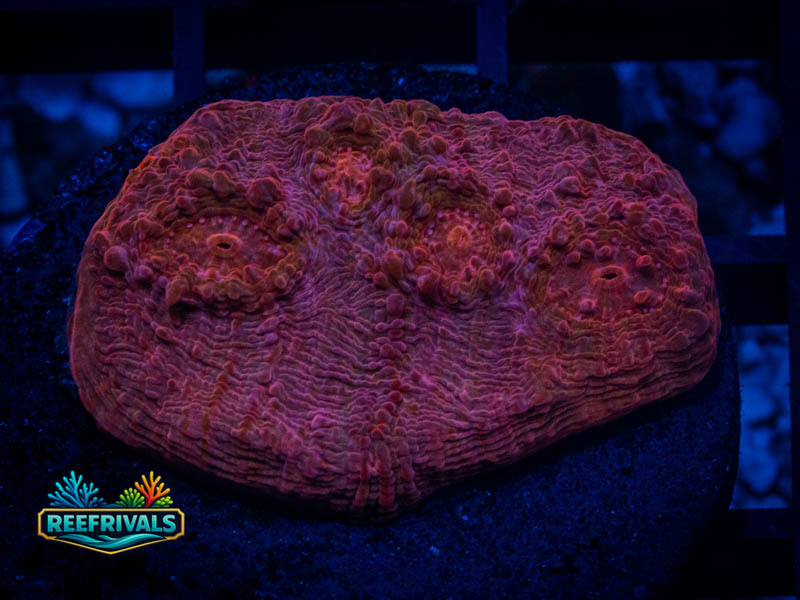 OC Ultra Red Chalice coral image from ReefRivals, listed as Echinophyllia sp. and Chalices