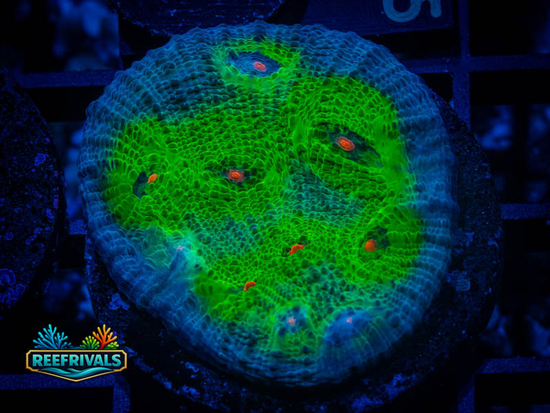 TG Avatar Chalice coral image from ReefRivals, listed as Echinophyllia sp. and Chalices
