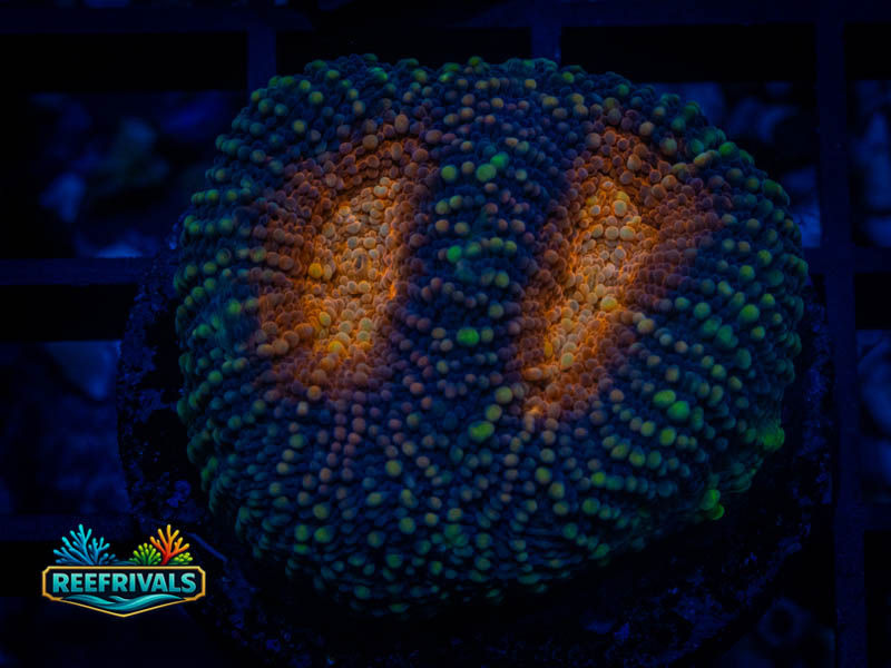RVL Flinstones Acan coral image from ReefRivals, listed as Micromussa sp. and Acans