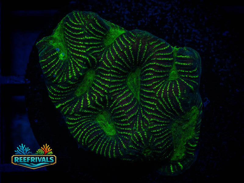 CA Neon Green Maze Favia WYSIWYG coral image | ReefRivals CA Neon Green Maze Favia coral image from ReefRivals, listed as Favia sp. and Favias