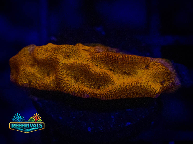 QCC 24K Orange Leptoseris WYSIWYG coral image | ReefRivals QCC 24K Orange Leptoseris coral image from ReefRivals, listed as Leptoseris sp. and Encrusting
