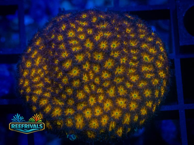 QCC John Deere Leptastrea WYSIWYG coral image | ReefRivals QCC John Deere Leptastrea coral image from ReefRivals, listed as Leptastrea sp. and Encrusting