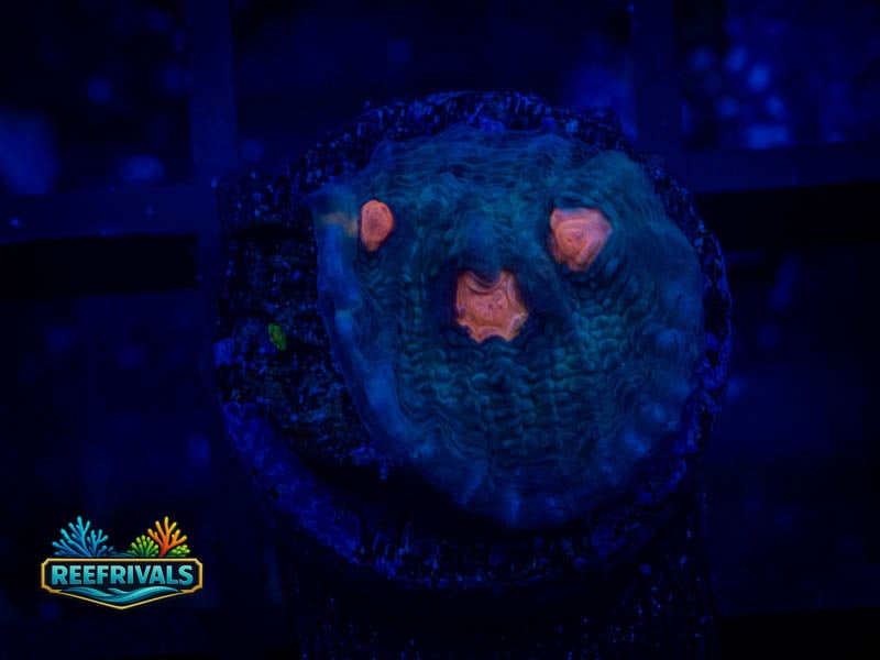 WC Pumpkin Patch Chalice coral image from ReefRivals, listed as Echinophyllia sp. and Chalices
