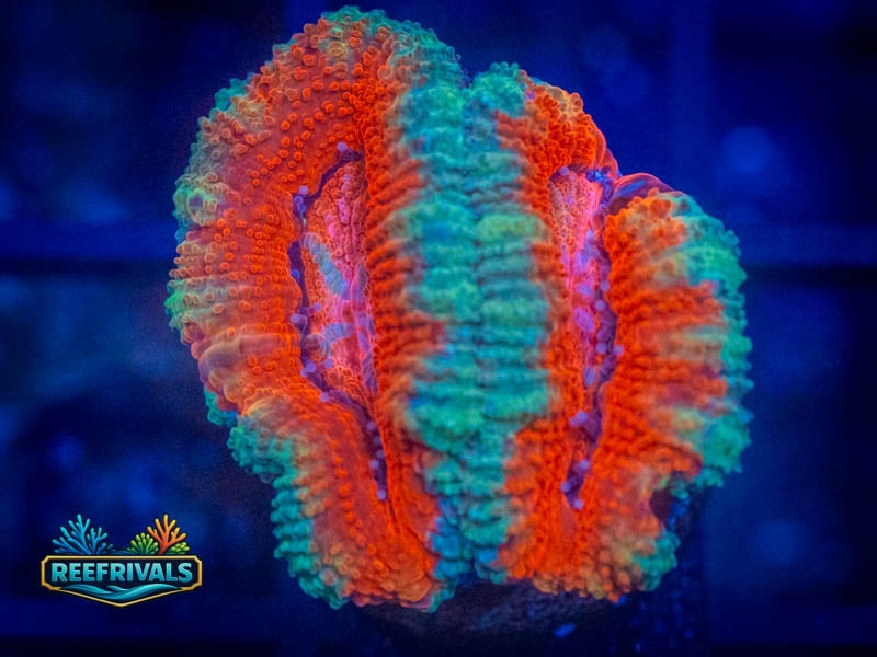 TSA Ultra Acan coral image from ReefRivals, listed as Micromussa sp. and Acans