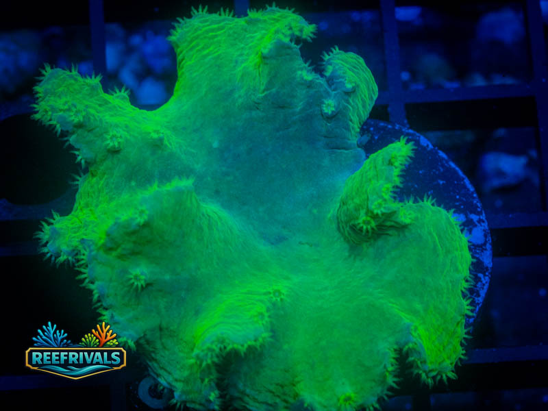 WWC Neon Green Cabbage Leather coral image from ReefRivals, listed as Sinularia sp. and Soft Coral