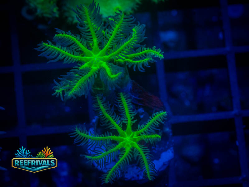 RVL Ultra Green Clove Polyps coral image from ReefRivals, listed as Clavularia sp. and Soft Coral