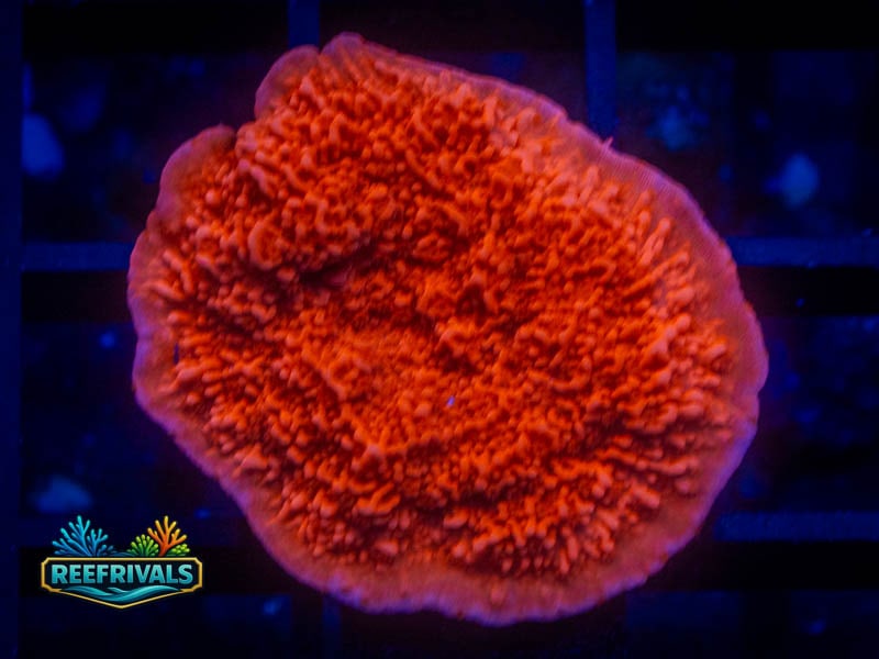 RVL Candy Cap Monti coral image from ReefRivals, listed as Montipora sp. and Montis