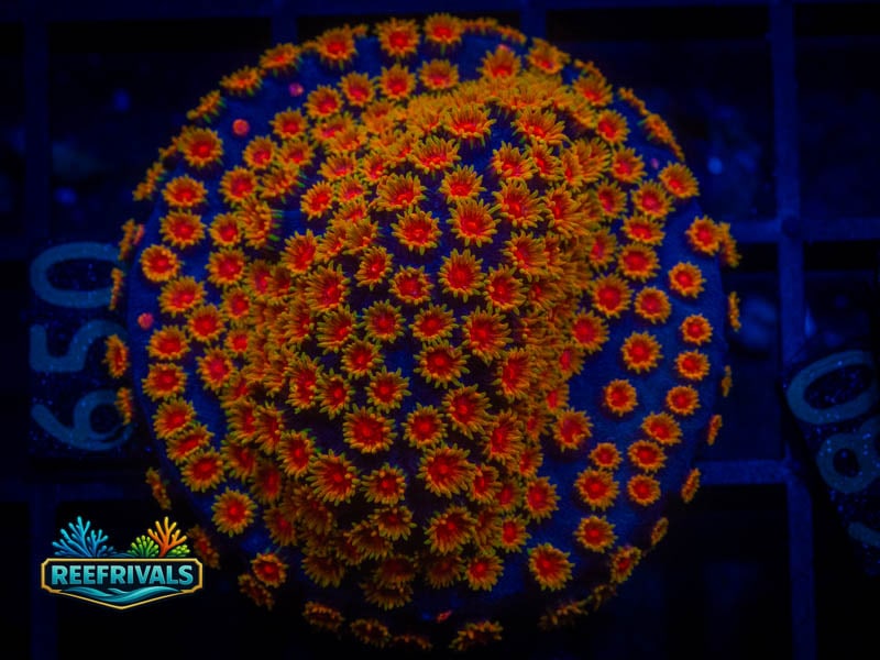 WWC Bizarro Cyphastrea coral image from ReefRivals, listed as Cyphastrea sp. and Encrusting