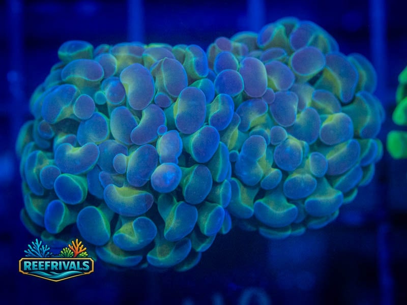 RVL Hologram Hammer coral image from ReefRivals, listed as Fimbriaphyllia ancora and Hammers