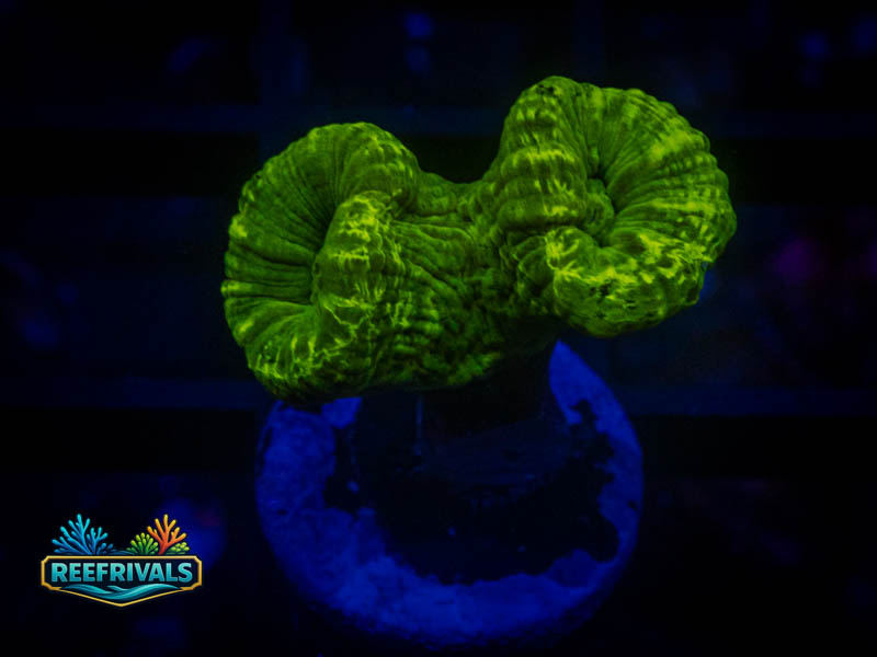 RVL Kryptonite Candy Cane coral image from ReefRivals, listed as Caulastrea sp. and LPS Branching