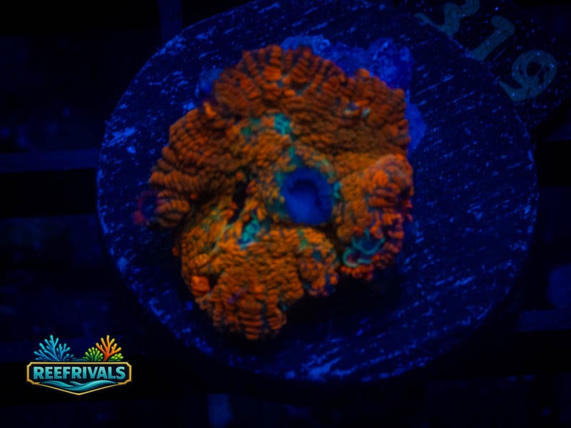 RVL Miani Mint Mushroom coral image from ReefRivals, listed as Rhodactis spp. and Mushrooms