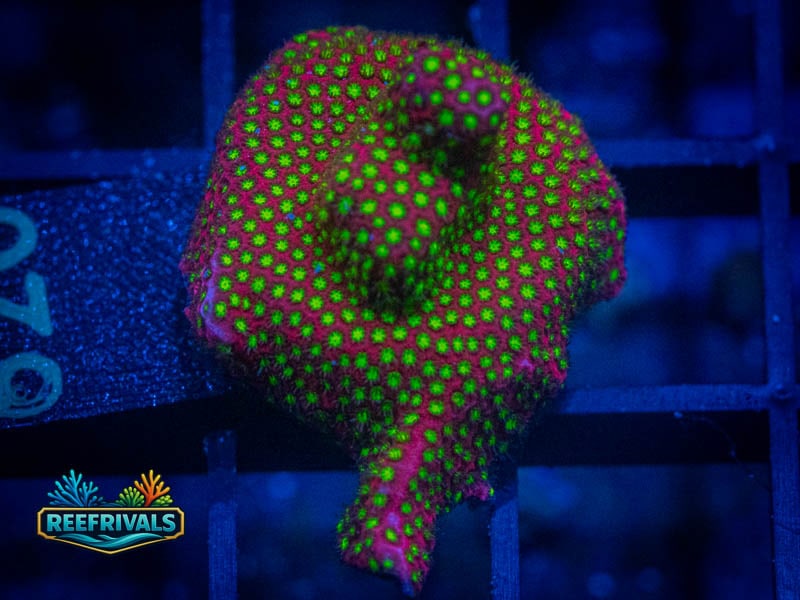 TG Electric Daisy Stylo WYSIWYG coral image | ReefRivals TG Electric Daisy Stylo coral image from ReefRivals, listed as Stylocoeniella spp. and Encrusting