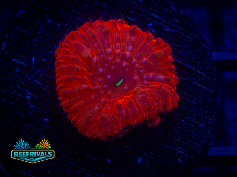 RVL Cherry Drop Blasto WYSIWYG coral image | ReefRivals RVL Cherry Drop Blasto coral image from ReefRivals, listed as Blastomussa sp. and LPS Fleshy