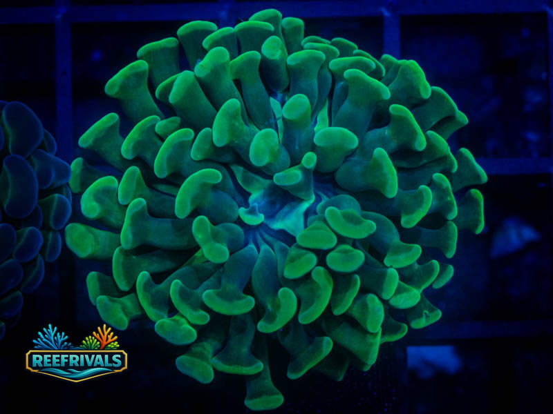 CC Plasma Hologram Hammer coral image from ReefRivals, listed as Fimbriaphyllia ancora and Hammers