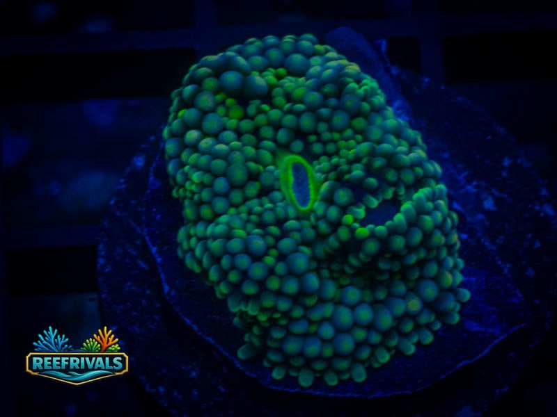 WWC Minty Fresh Mushroom coral image from ReefRivals, listed as Discosoma sp. and Mushrooms