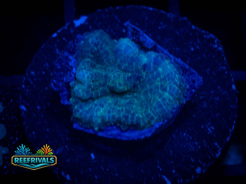 RVL Pulsing Rhodactis Mushroom coral image from ReefRivals, listed as Rhodactis spp. and Mushrooms