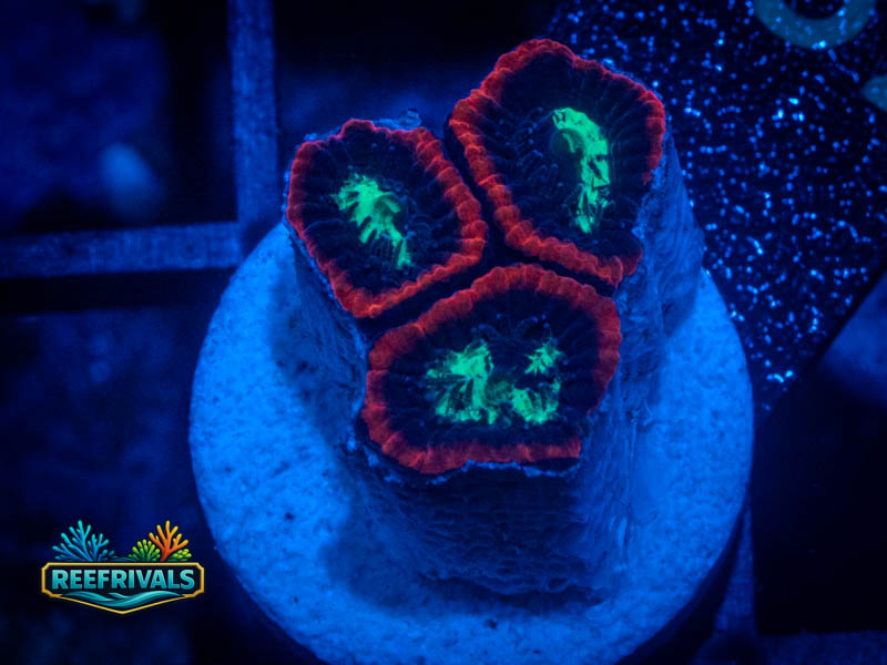 RVL Lava Rim Favia WYSIWYG coral image | ReefRivals RVL Lava Rim Favia coral image from ReefRivals, listed as Favia sp. and Favias