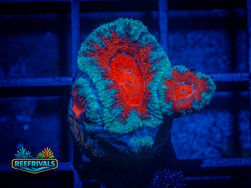 TG Icy Hot Acan coral image from ReefRivals, listed as Micromussa sp. and Acans