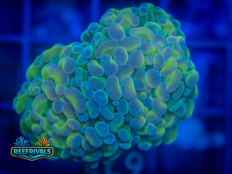 RVL Hologram Branching Hammer (2 Heads) coral image from ReefRivals, listed as Fimbriaphyllia ancora and Hammers