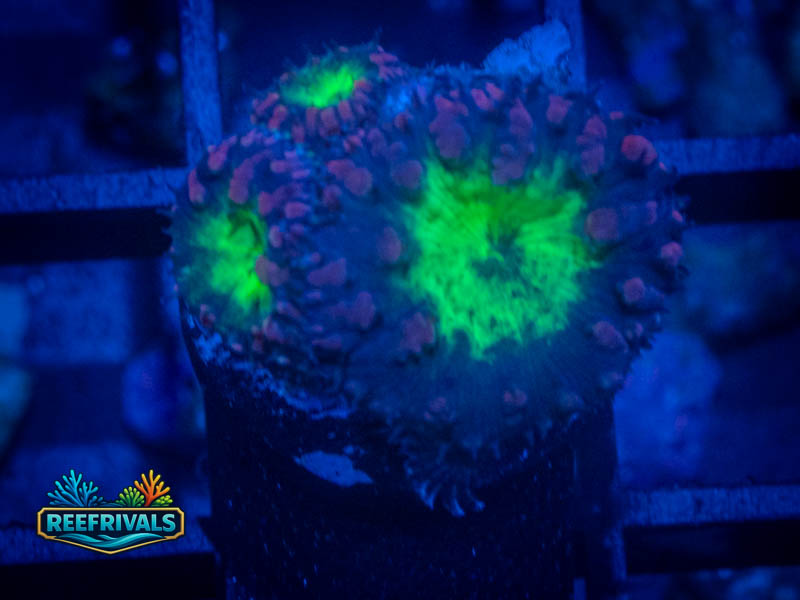 TSA Suckerberry Blasto coral image from ReefRivals, listed as Blastomussa sp. and LPS Fleshy