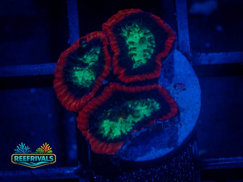 RVL Lava Rim Splatter Favia WYSIWYG coral image | ReefRivals RVL Lava Rim Splatter Favia coral image from ReefRivals, listed as Favia sp. and Favias